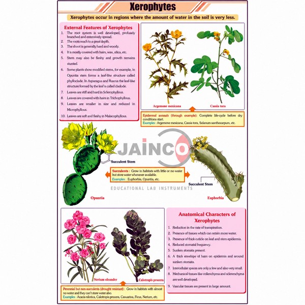 Xerophytes Chart